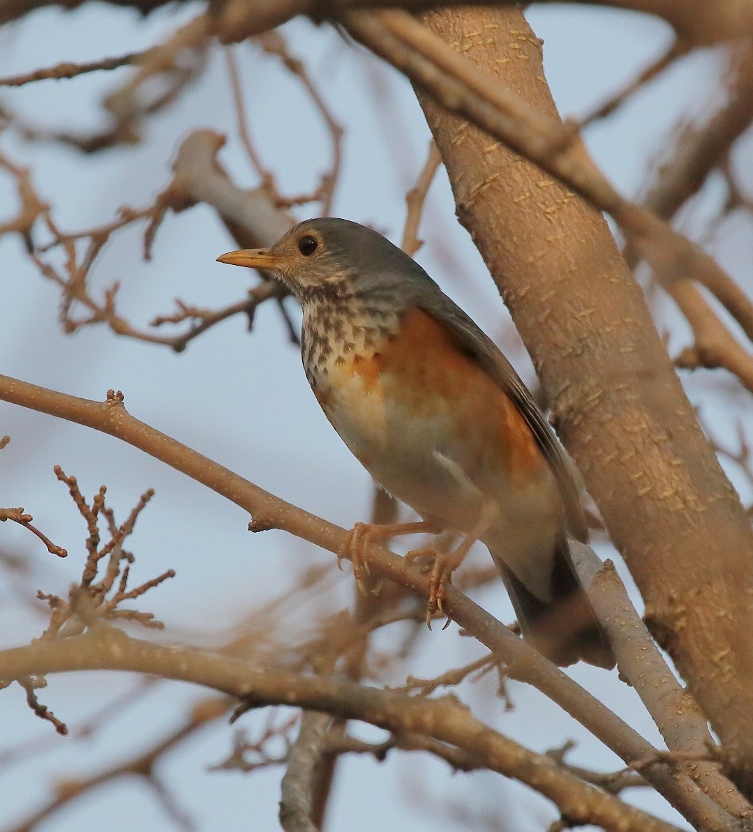 Птицы России Дрозд