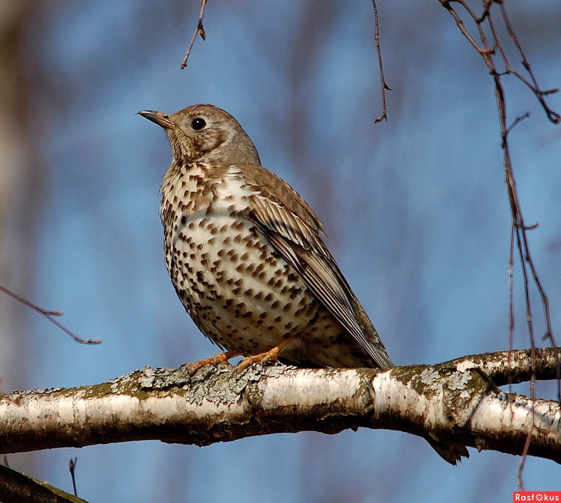 Дрозд деряба рябинник