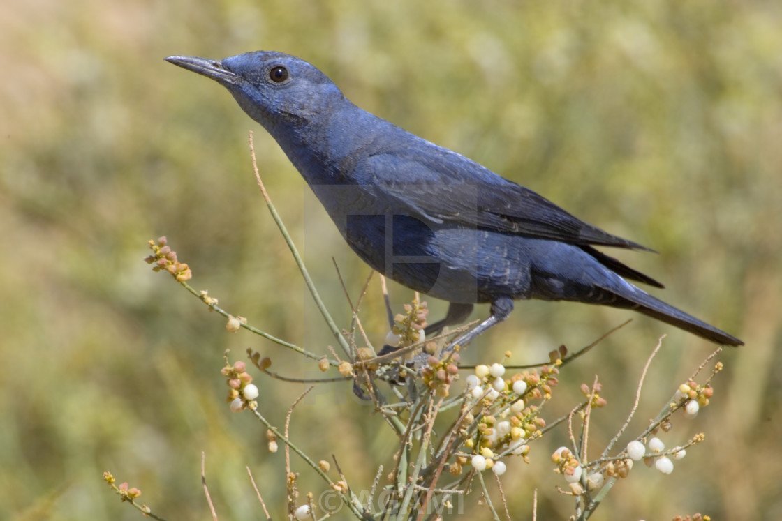 Лиловый Дрозд