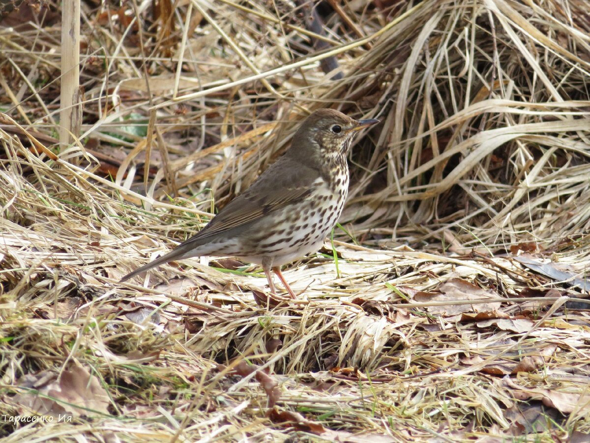 Разновидность Дроздов Республики Коми