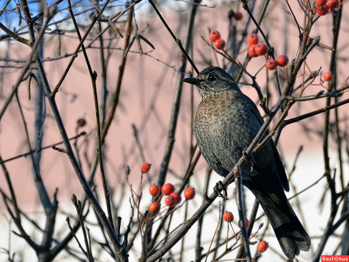 Михаил Дрозд фото