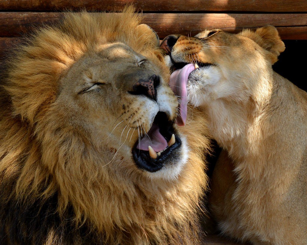 Влюбленные львы