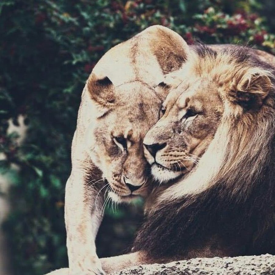 Лев и львица любовь