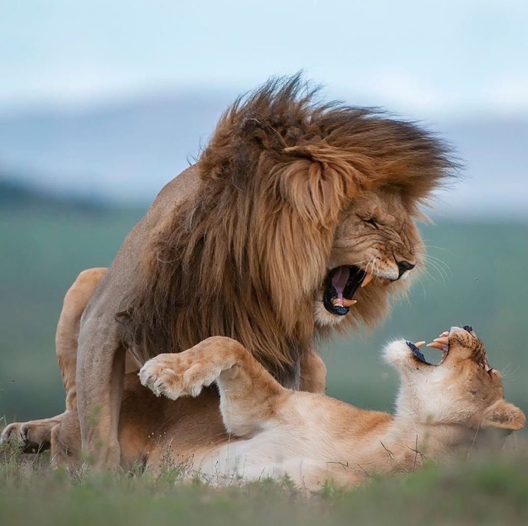 Лев и трое львят