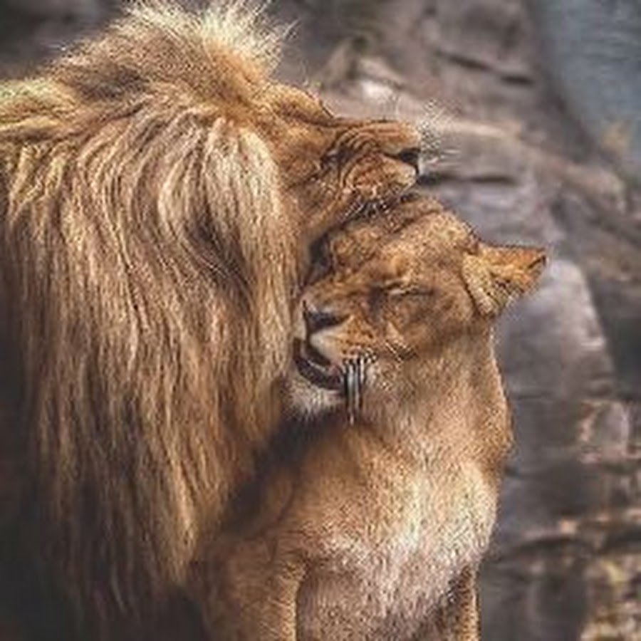 Объятия Льва