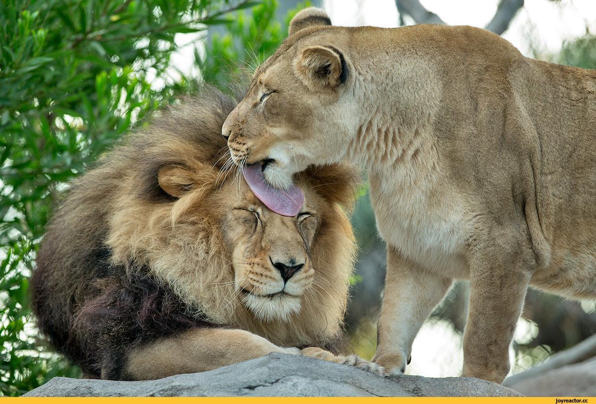 Животные любовь