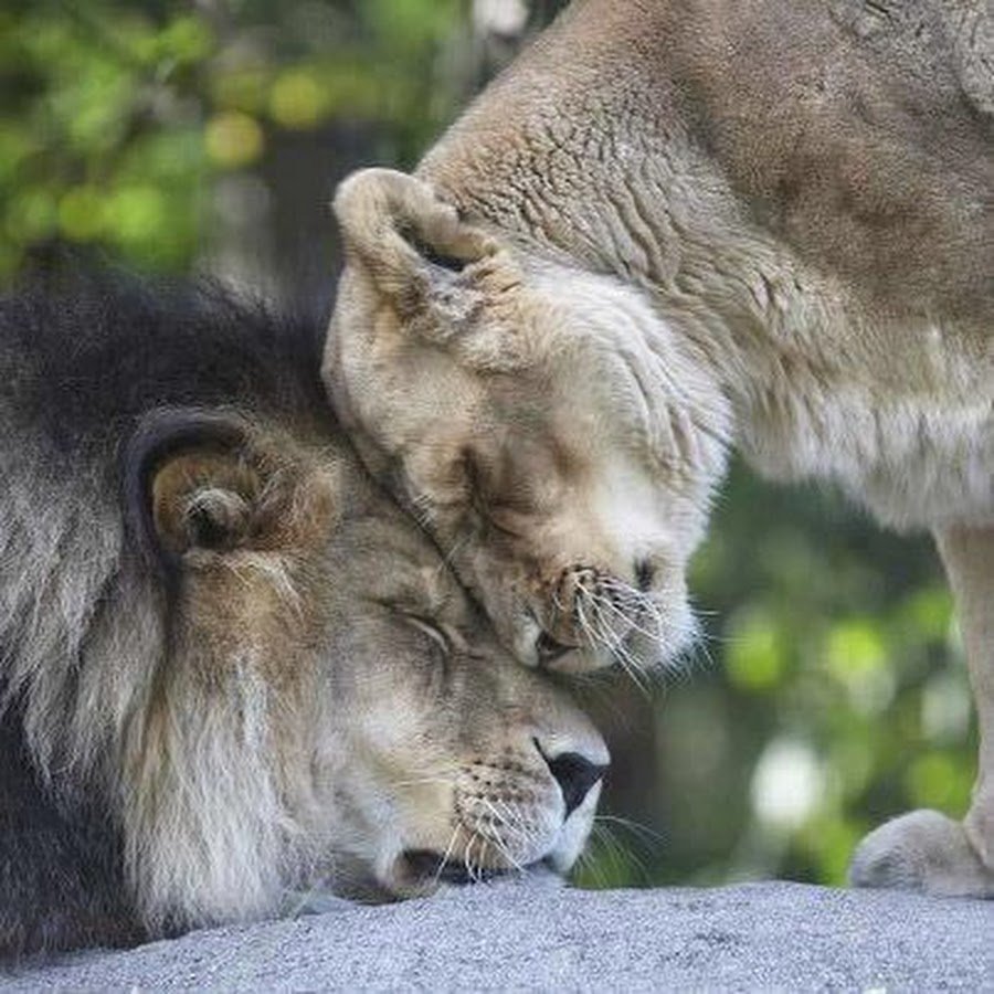 Влюбленные львы