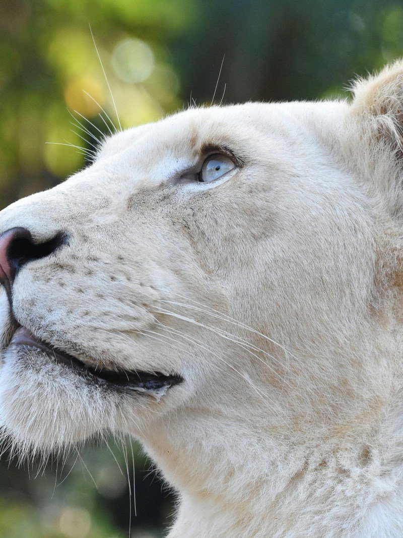 Львица с голубыми глазами