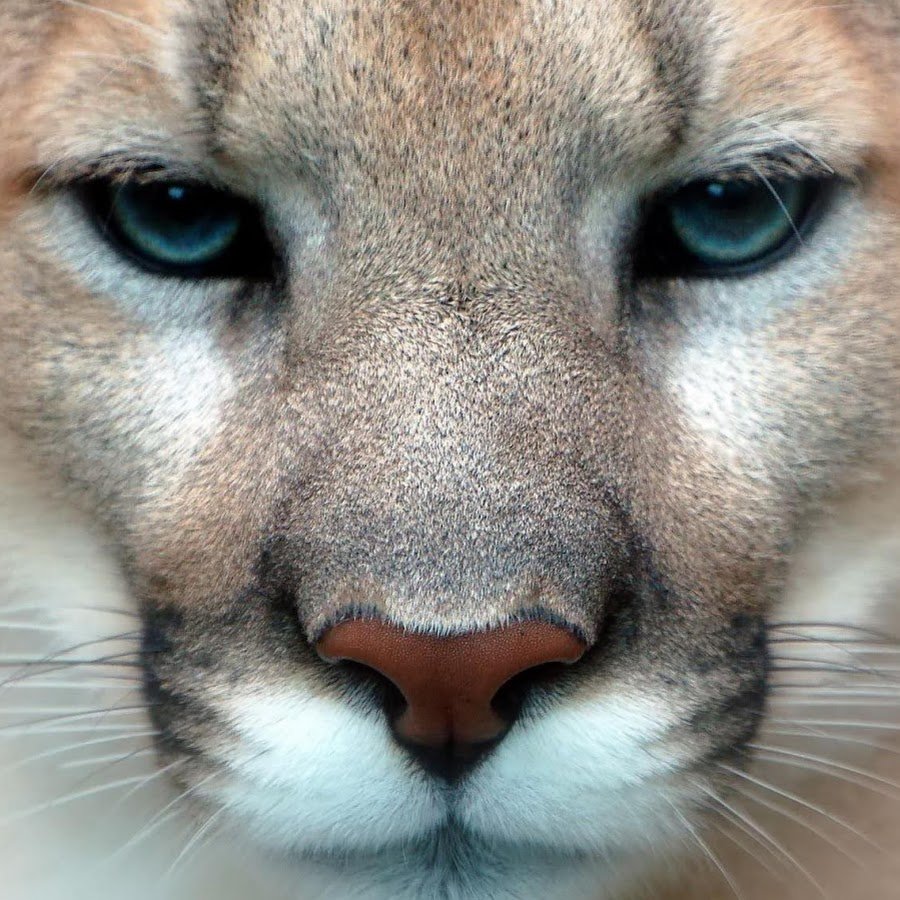 Глаза львицы