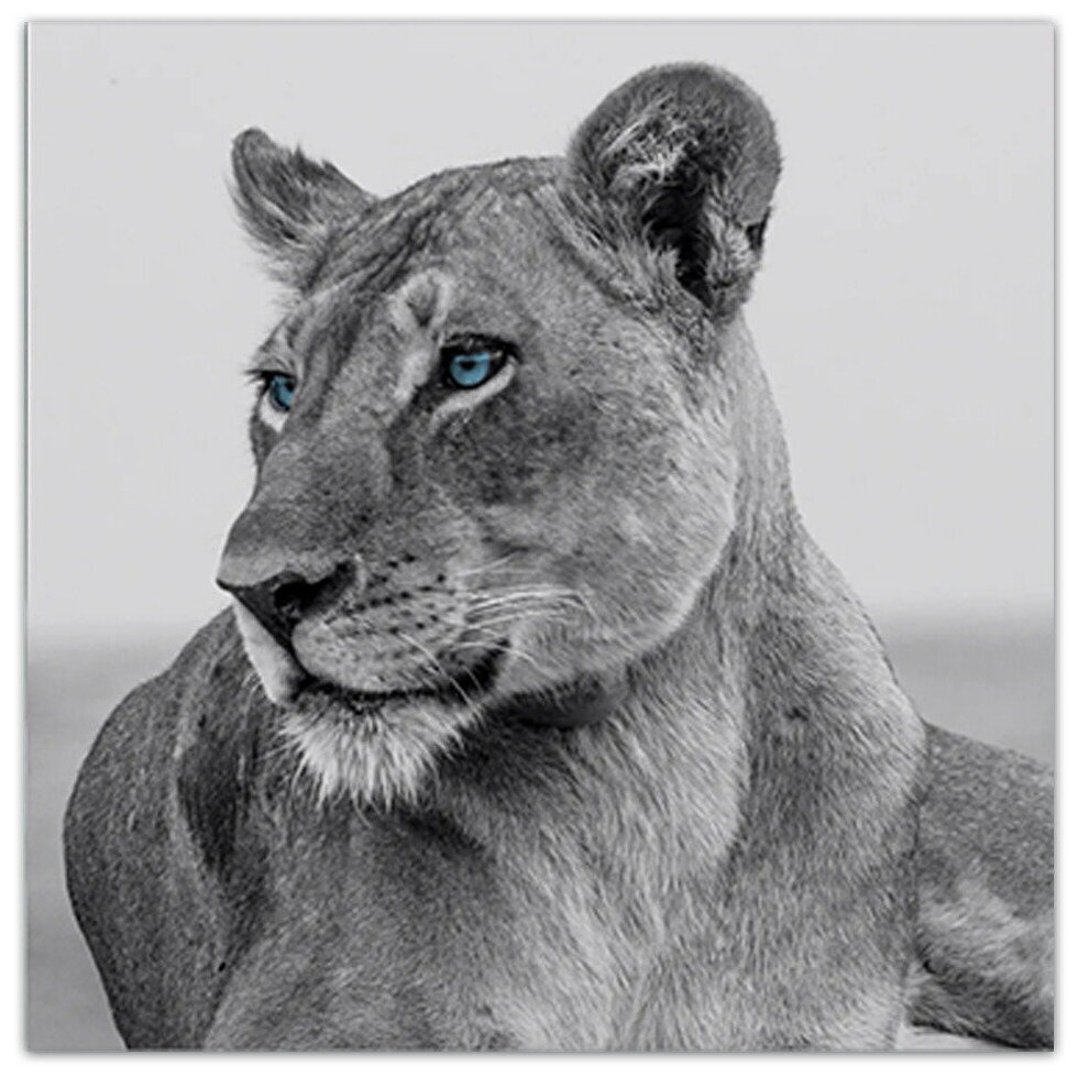 Львица картинки на аватарку