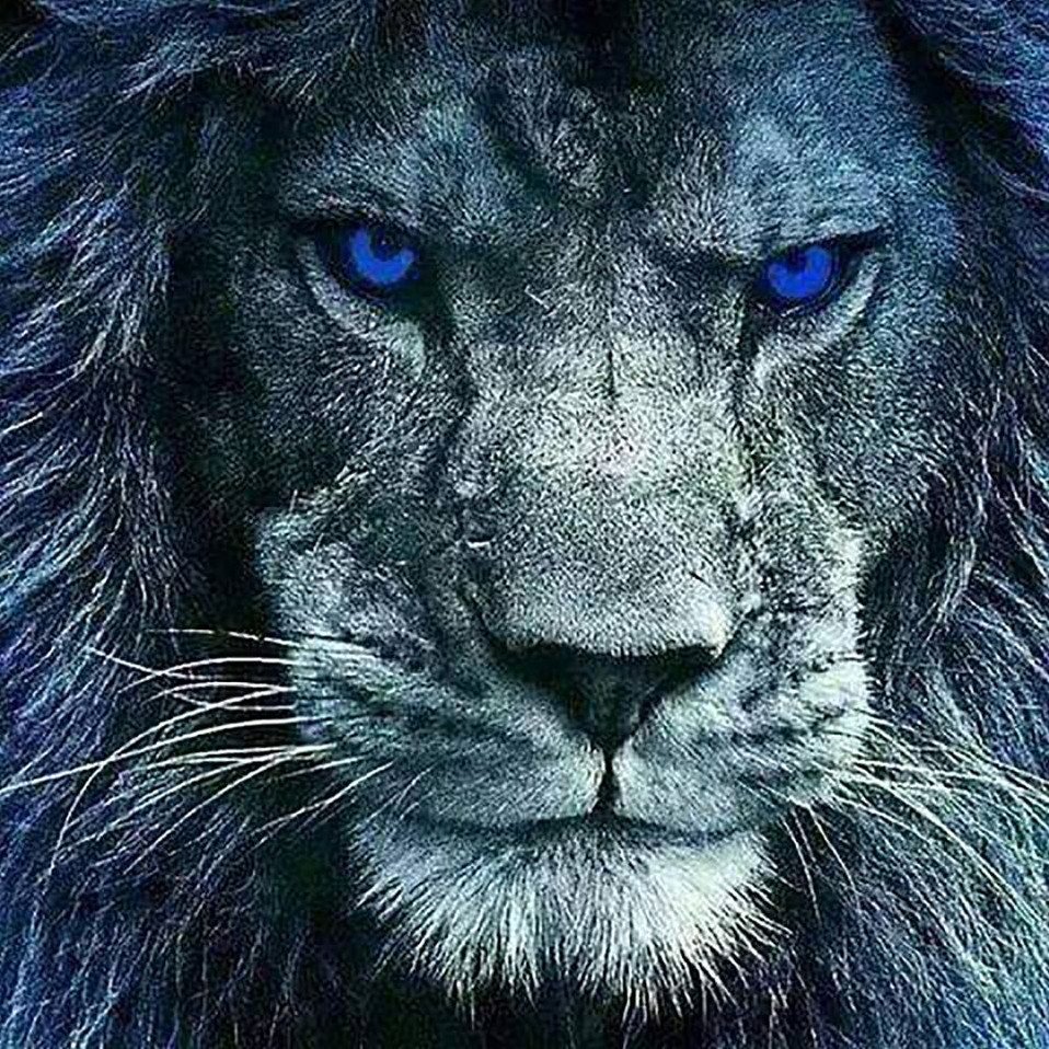 Лев Блэк Лайон