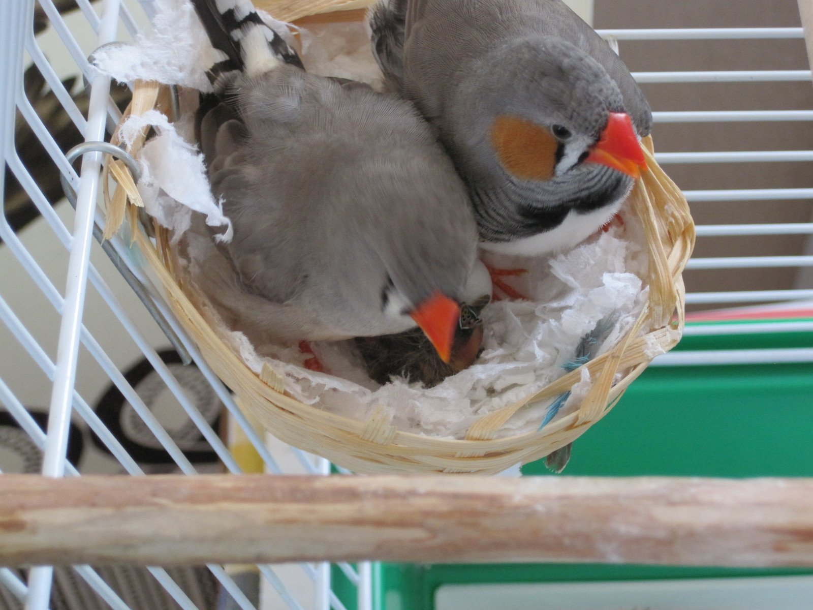 Птички в домашних условиях