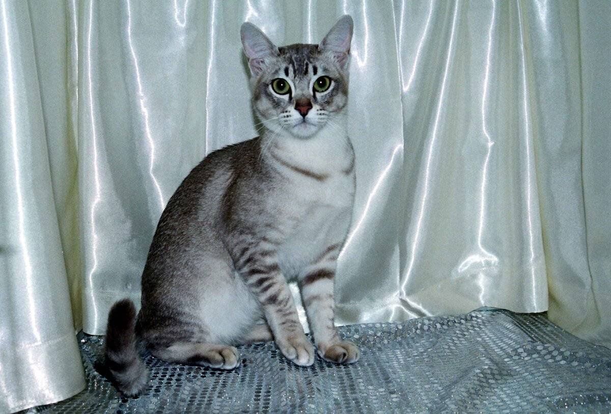 Азиатский табель кошка
