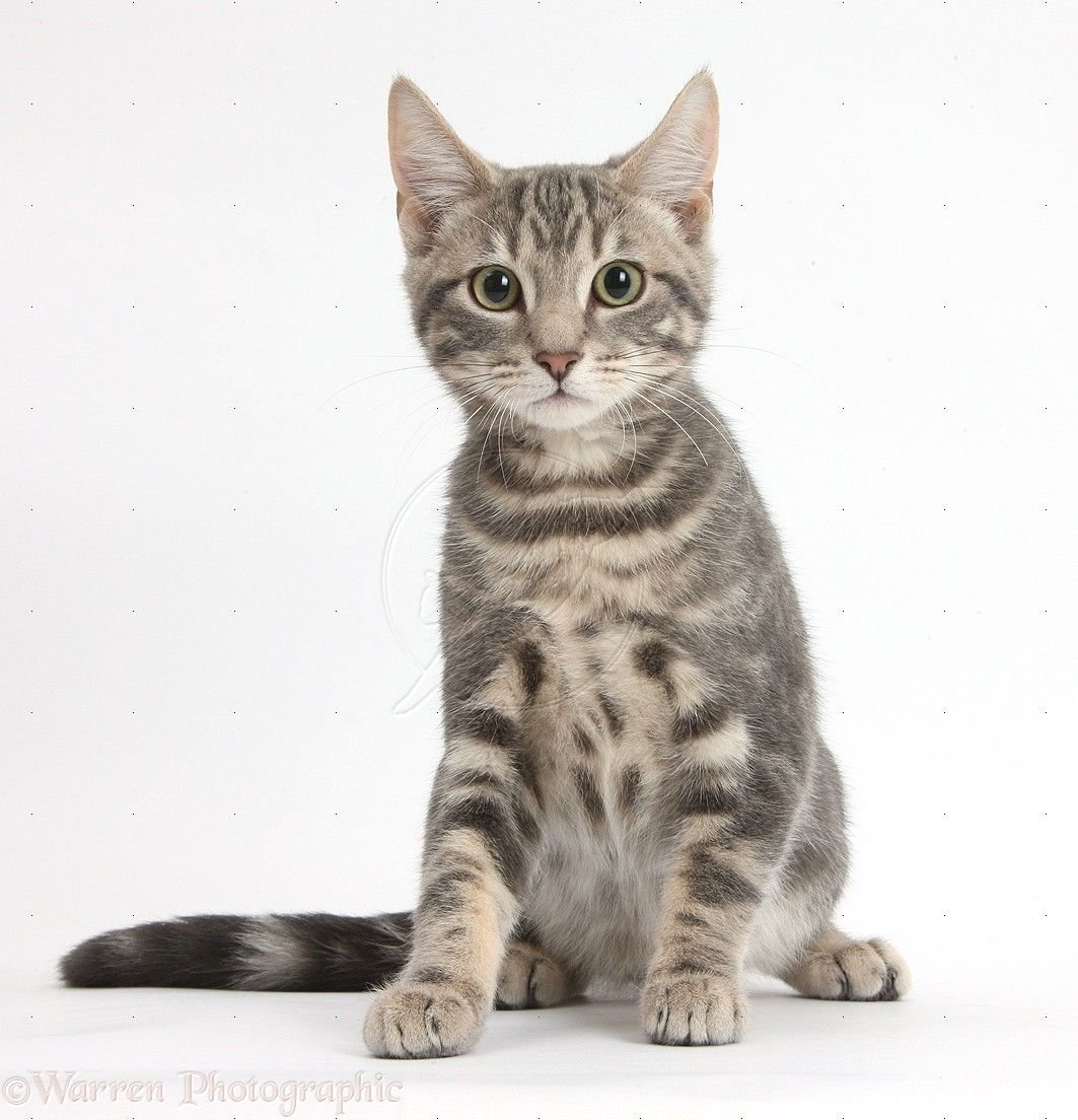 Азиатская табби кошка