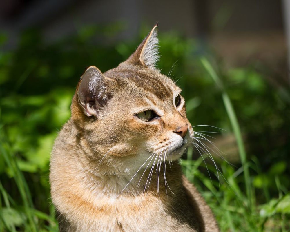 Кот азиатский табби