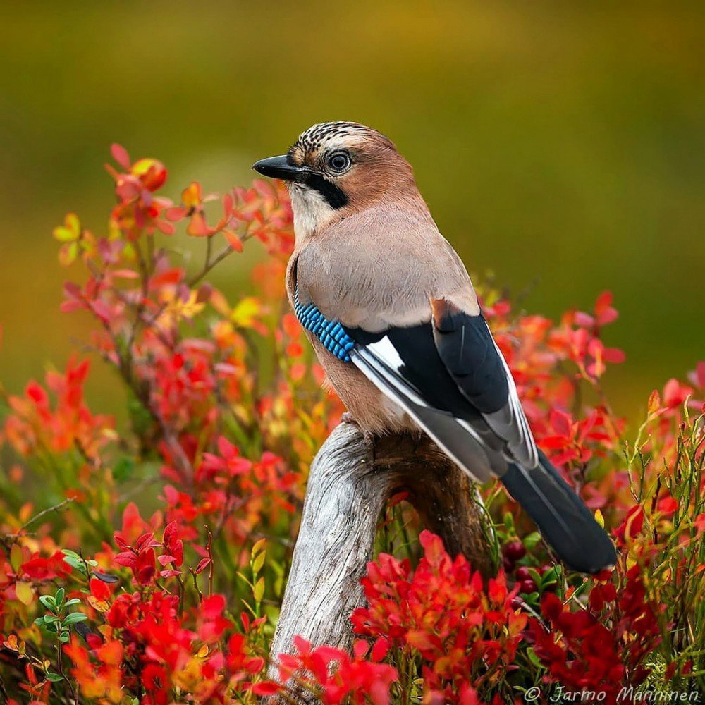 Самые красивые птицы России