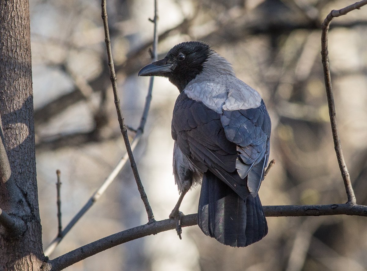 Ворона серая Сибири