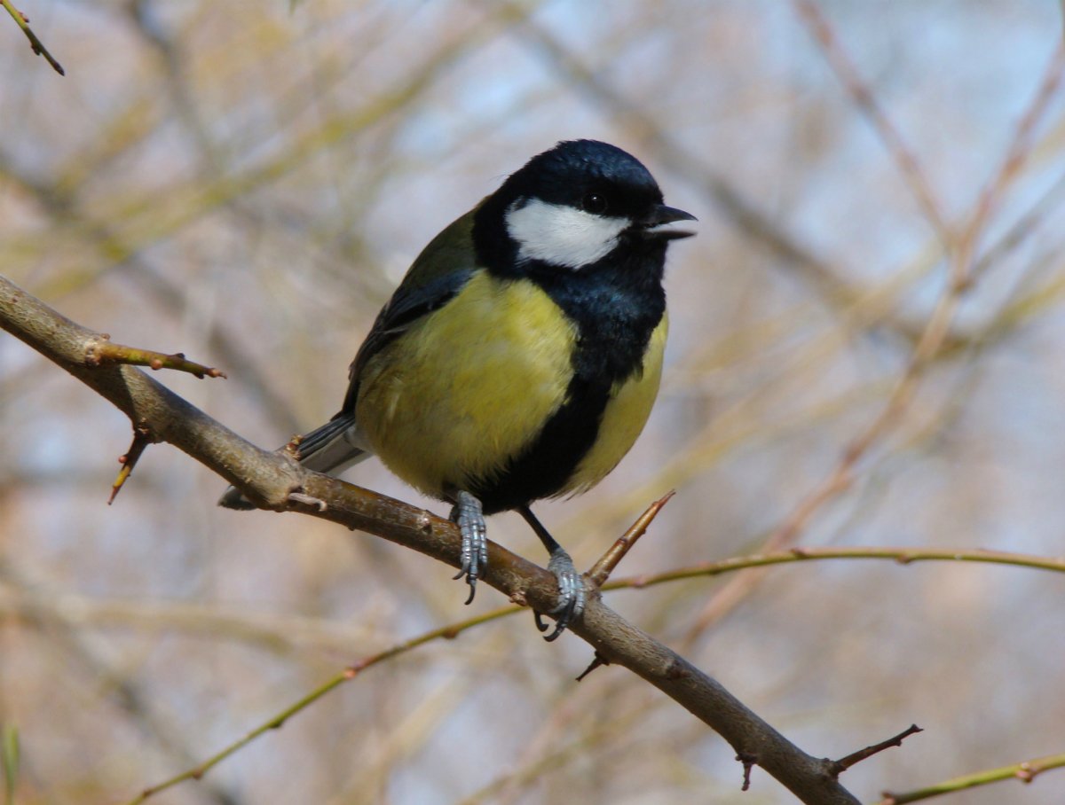Птицы России синица