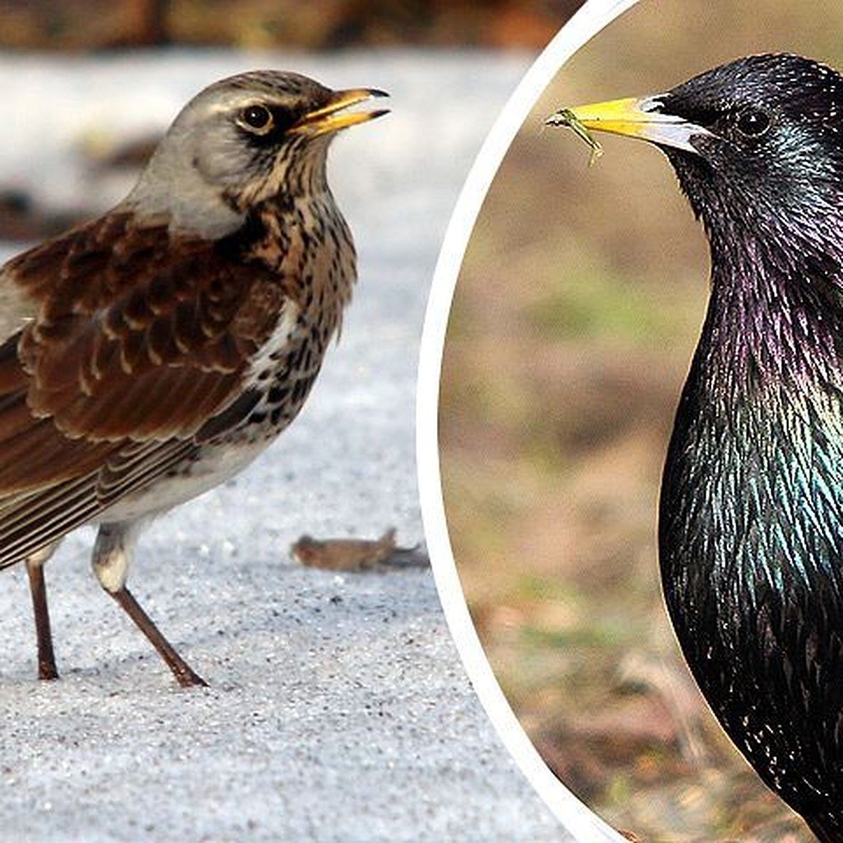 Редкие городские птицы