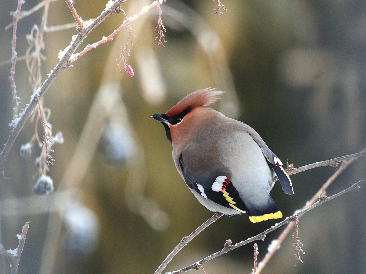 Свиристель обыкновенный