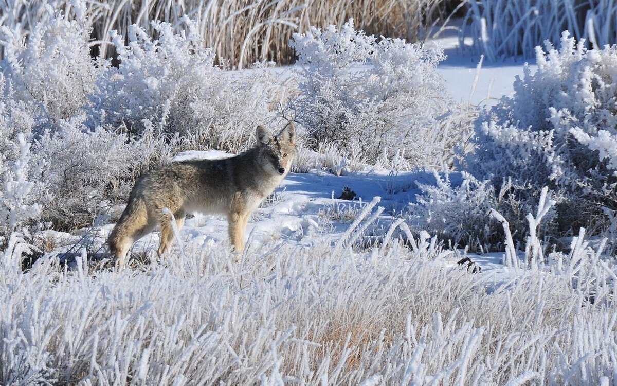 Волк в заснеженном лесу