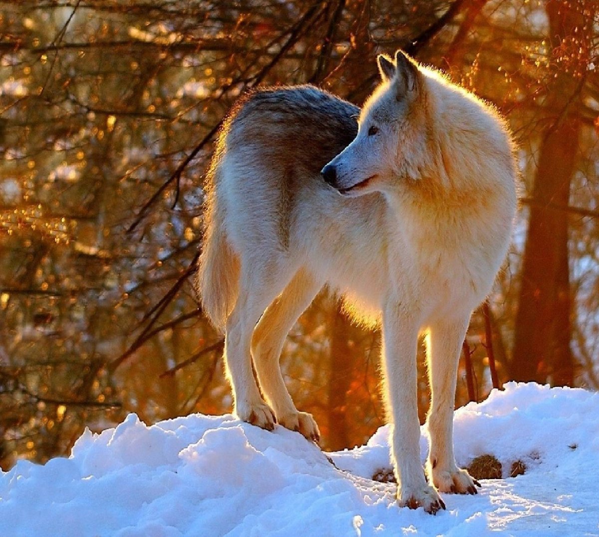 Волчица зимой