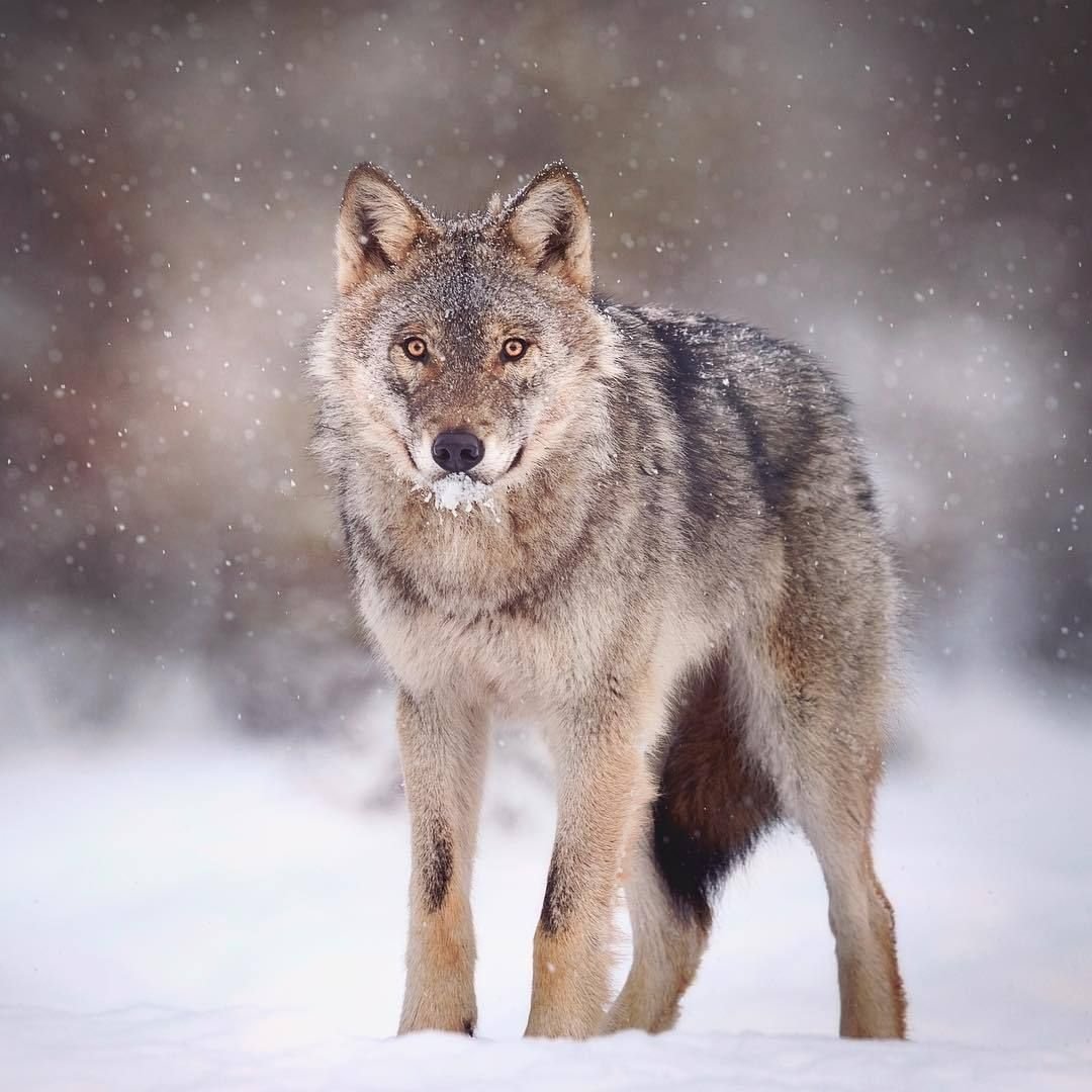 Волк картинка