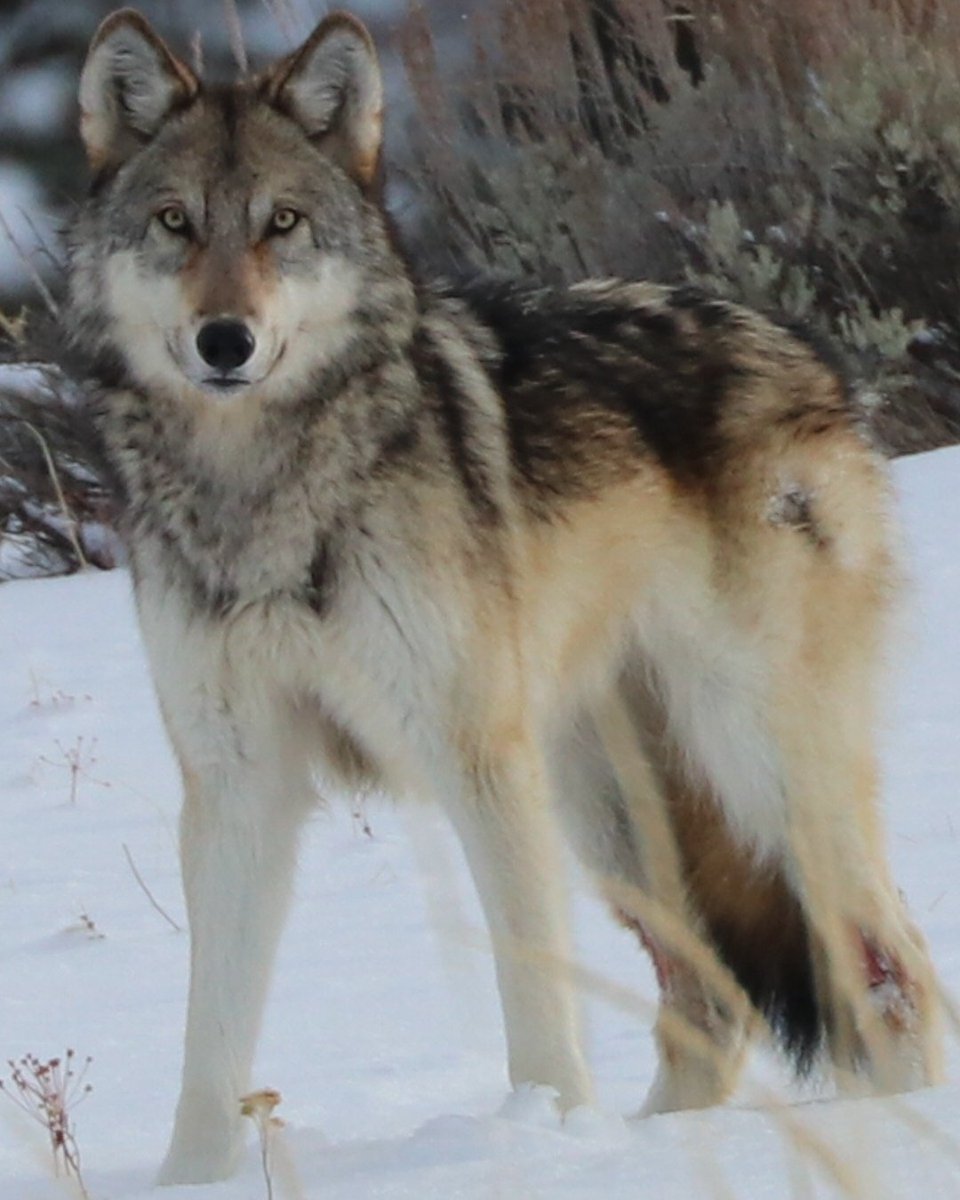 Разные волки
