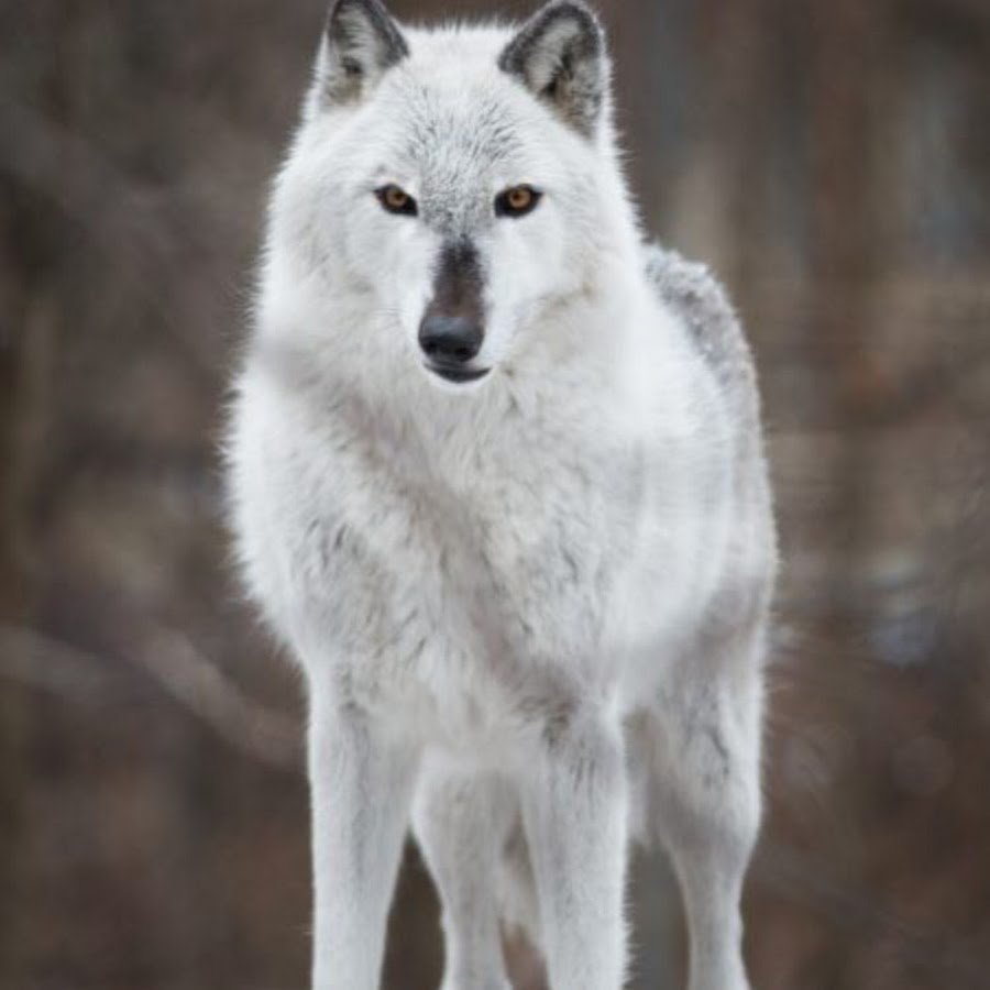 Макензенский Тундровый волк