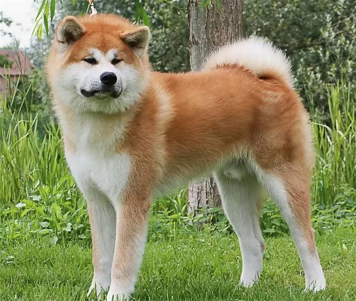 Акита ину Такеши