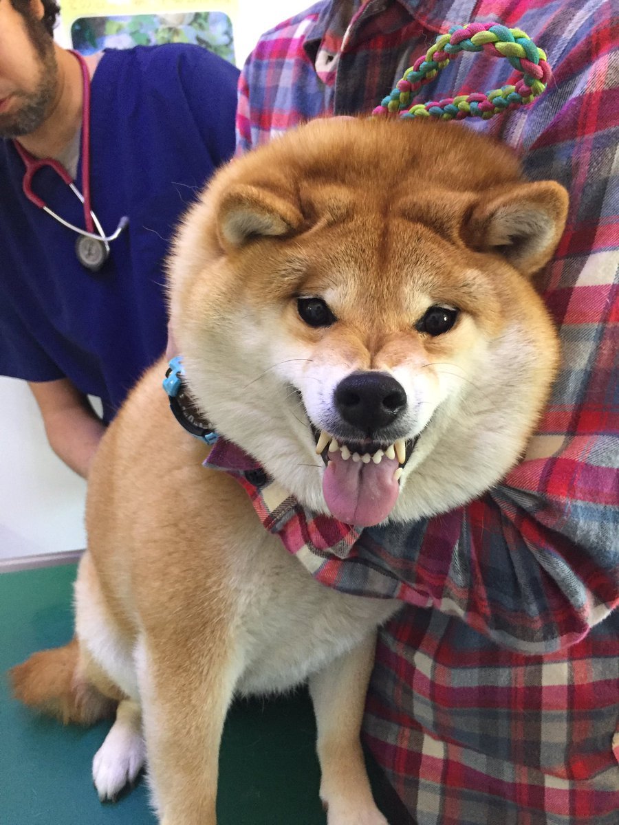 Акита-ину и сиба-ину