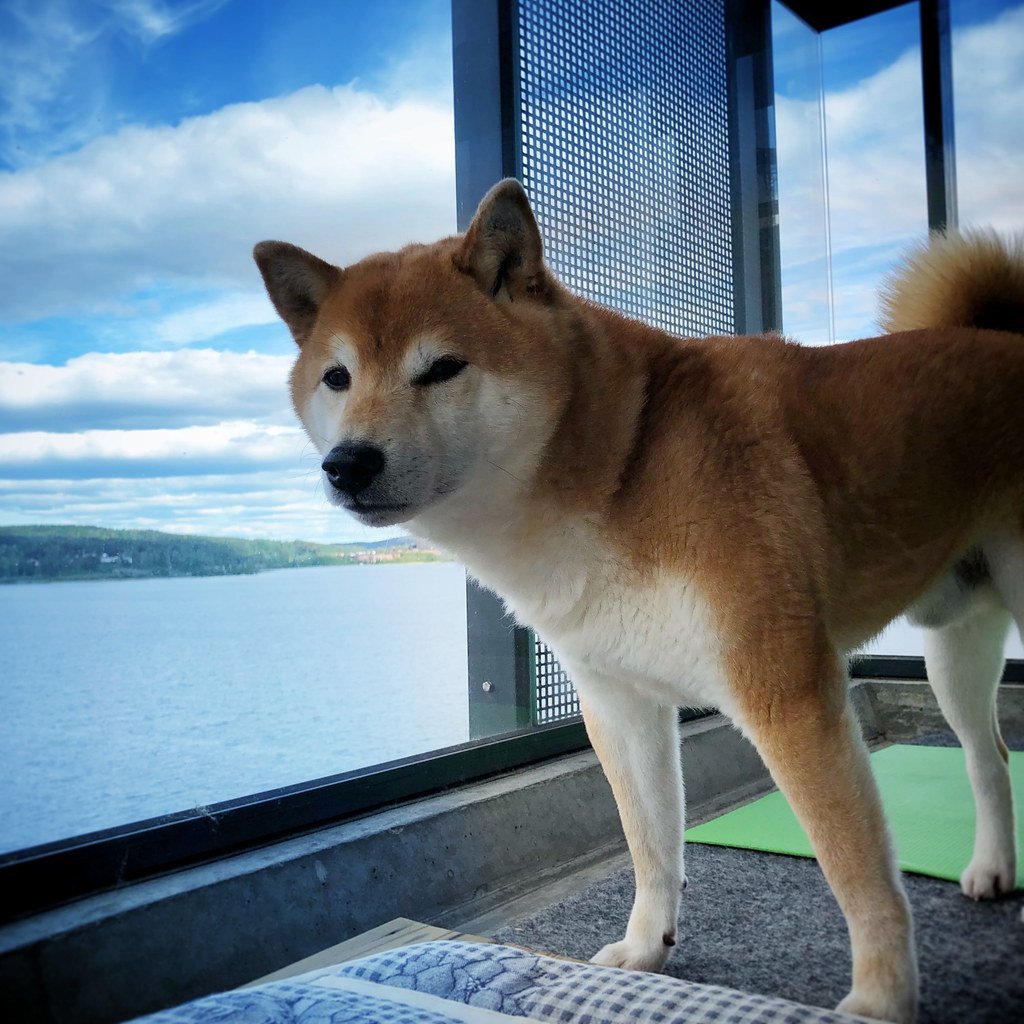 Сезамовый Акита ину