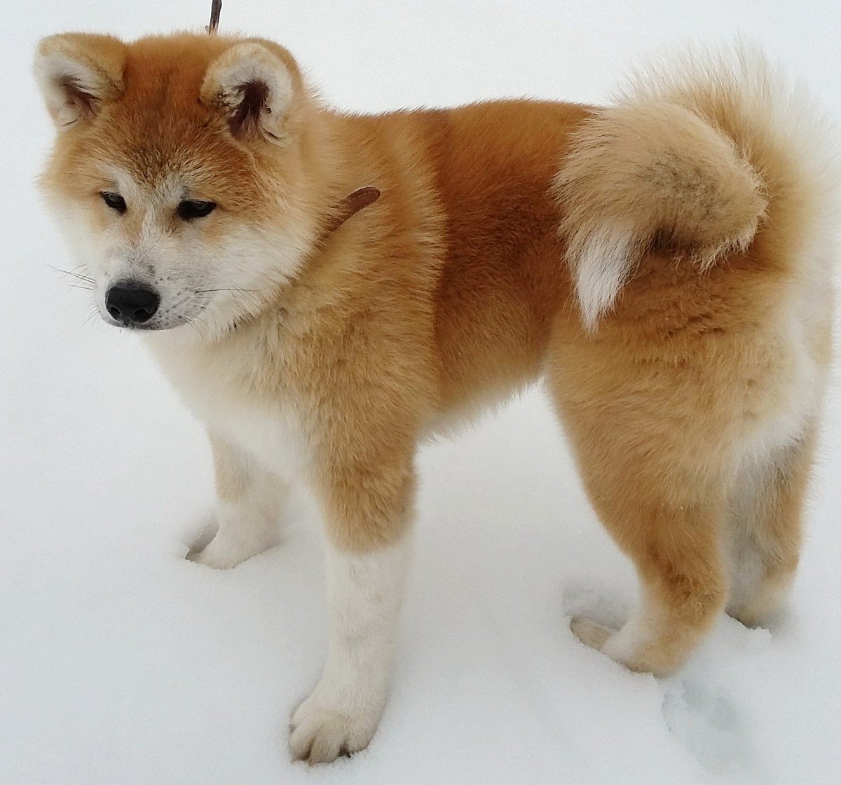 Собачка Акита ину