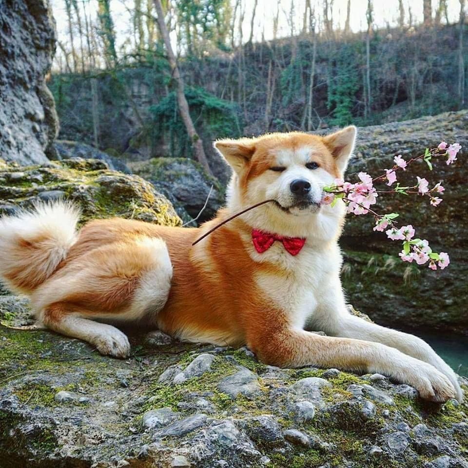 Мини Акита ину