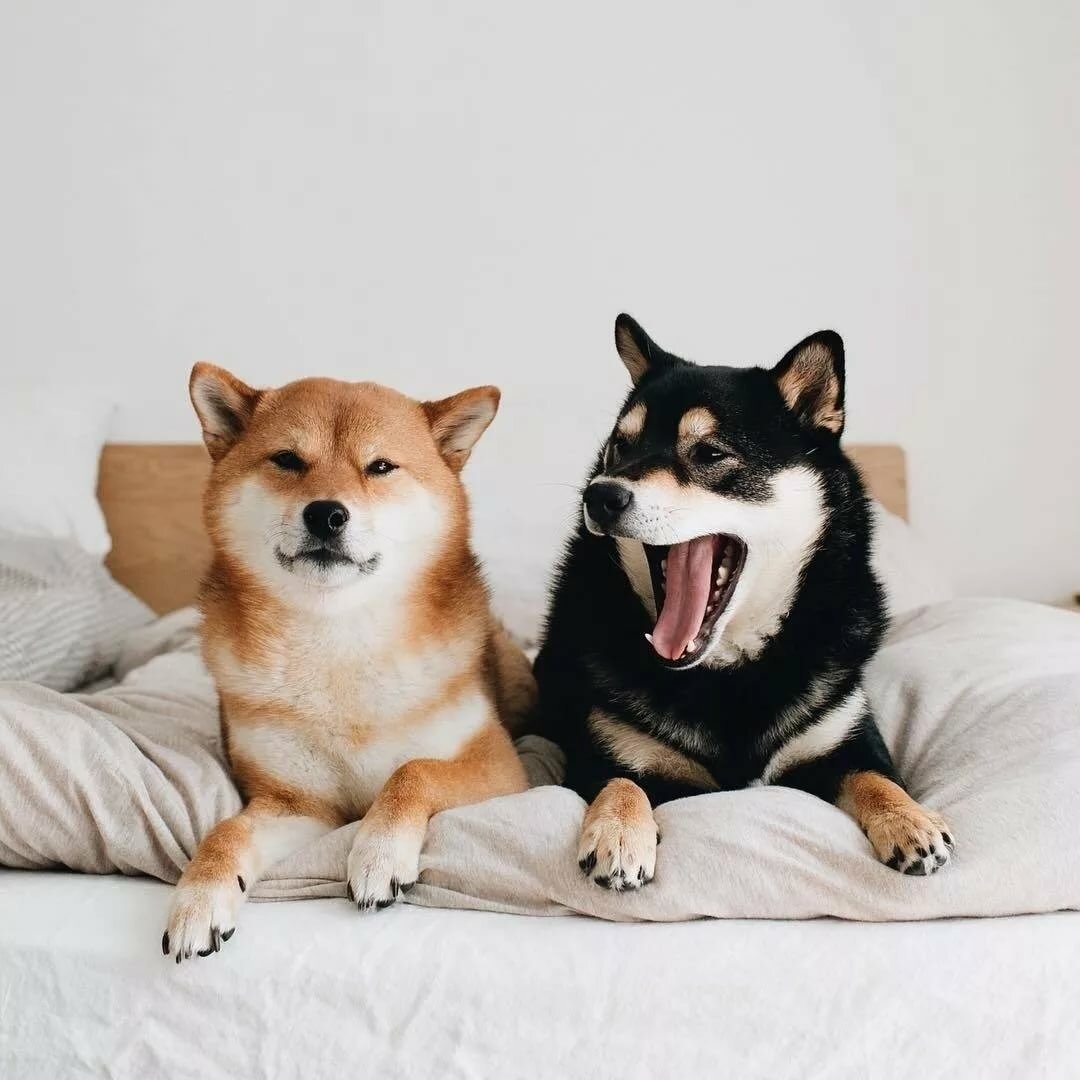 Сиба ину черная