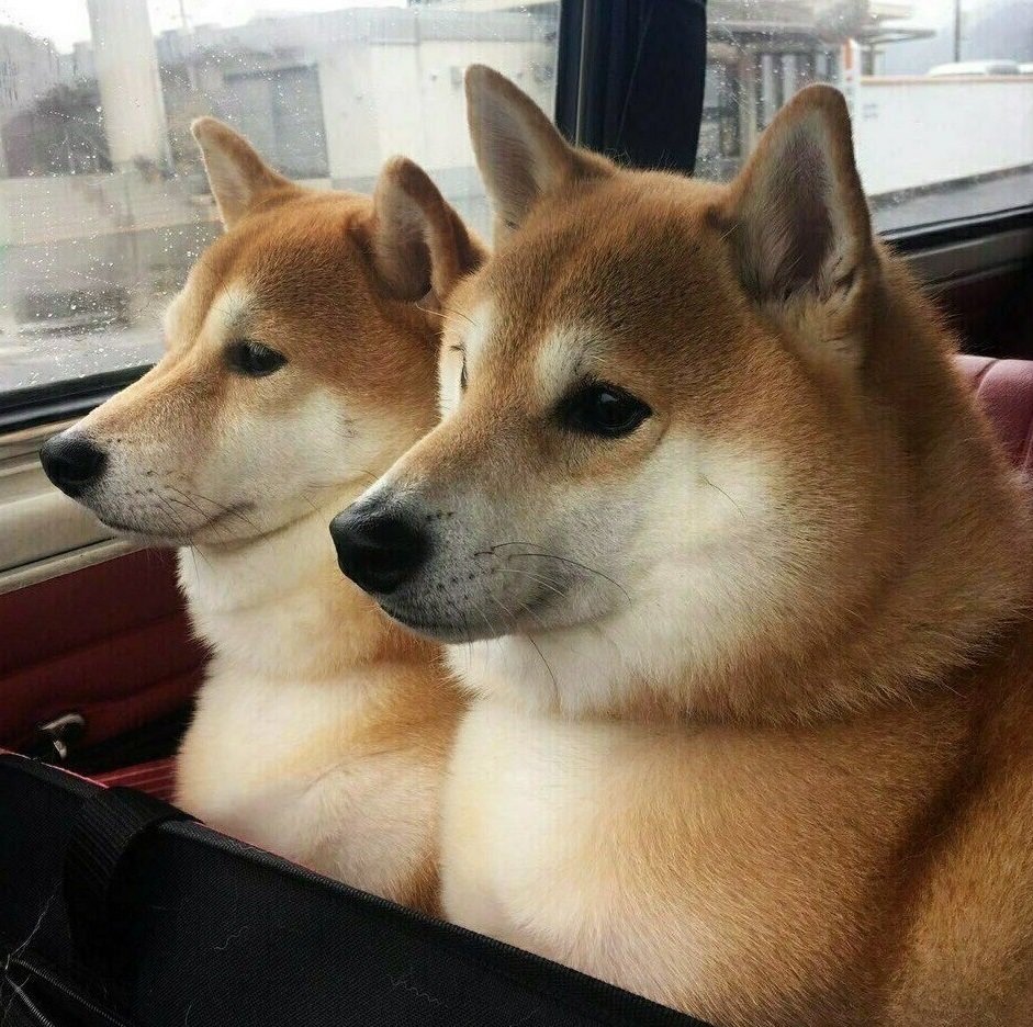 Шиба ину и сиба ину