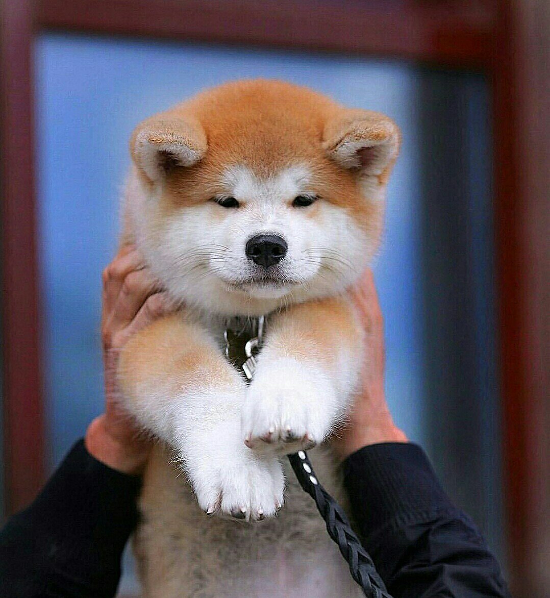 Акита Шиба ину