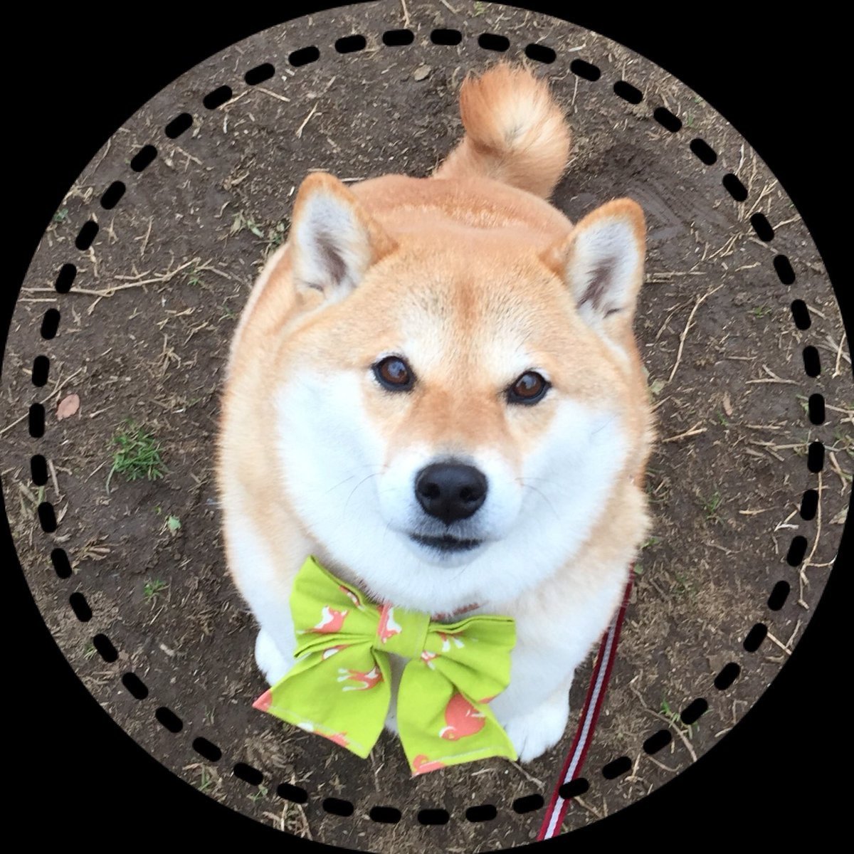 Сиба ину Геншин