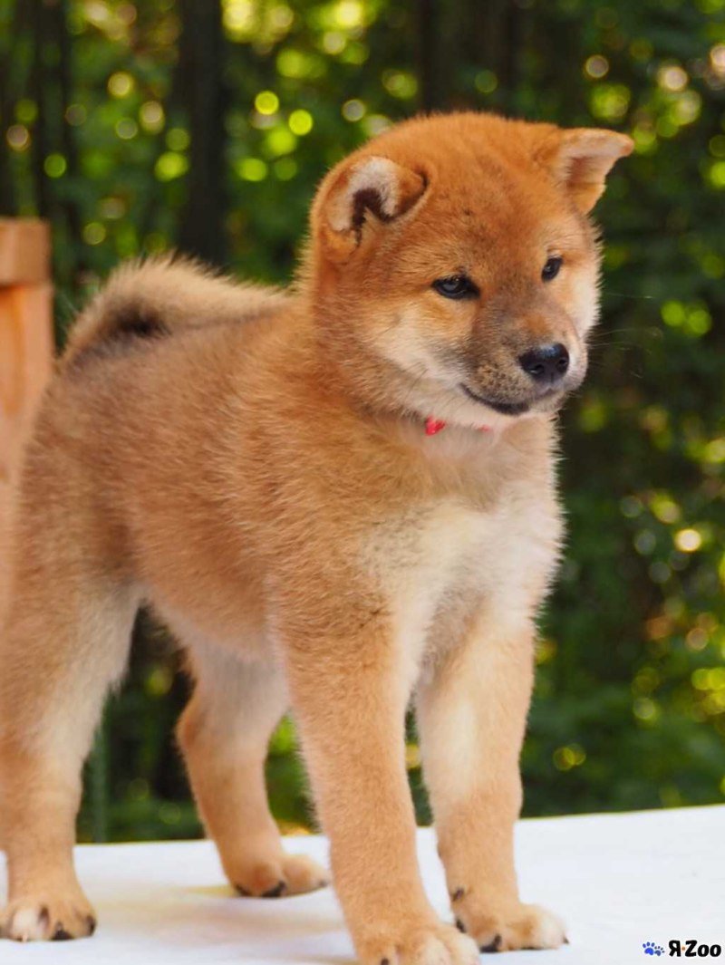 Сиба ину окрас сезам