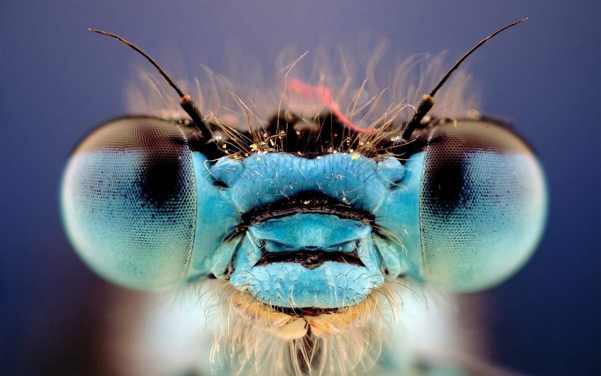 Морда стрекозы