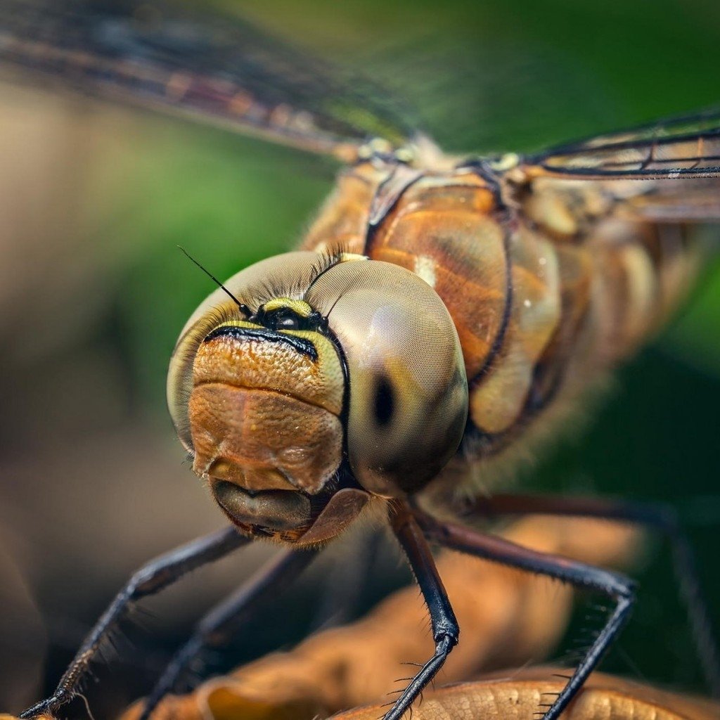 Стрекоза мордочка