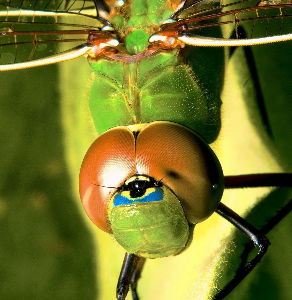 Глаза Стрекозы