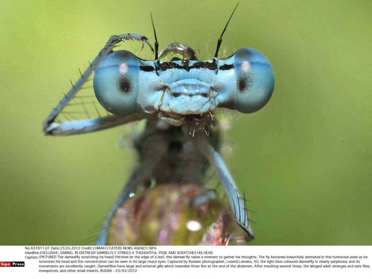 Милые Стрекозы