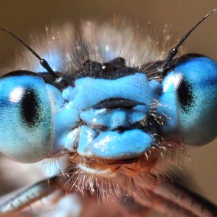 Букашки в глазах