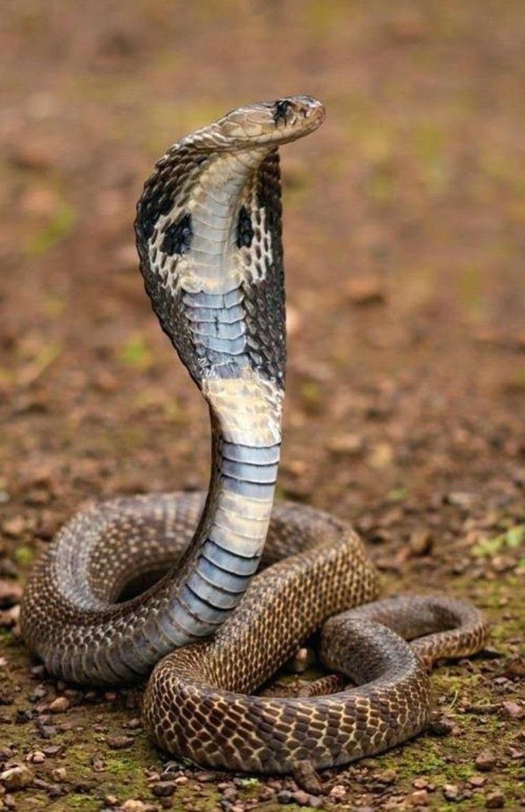 Змея Кобра Королевская