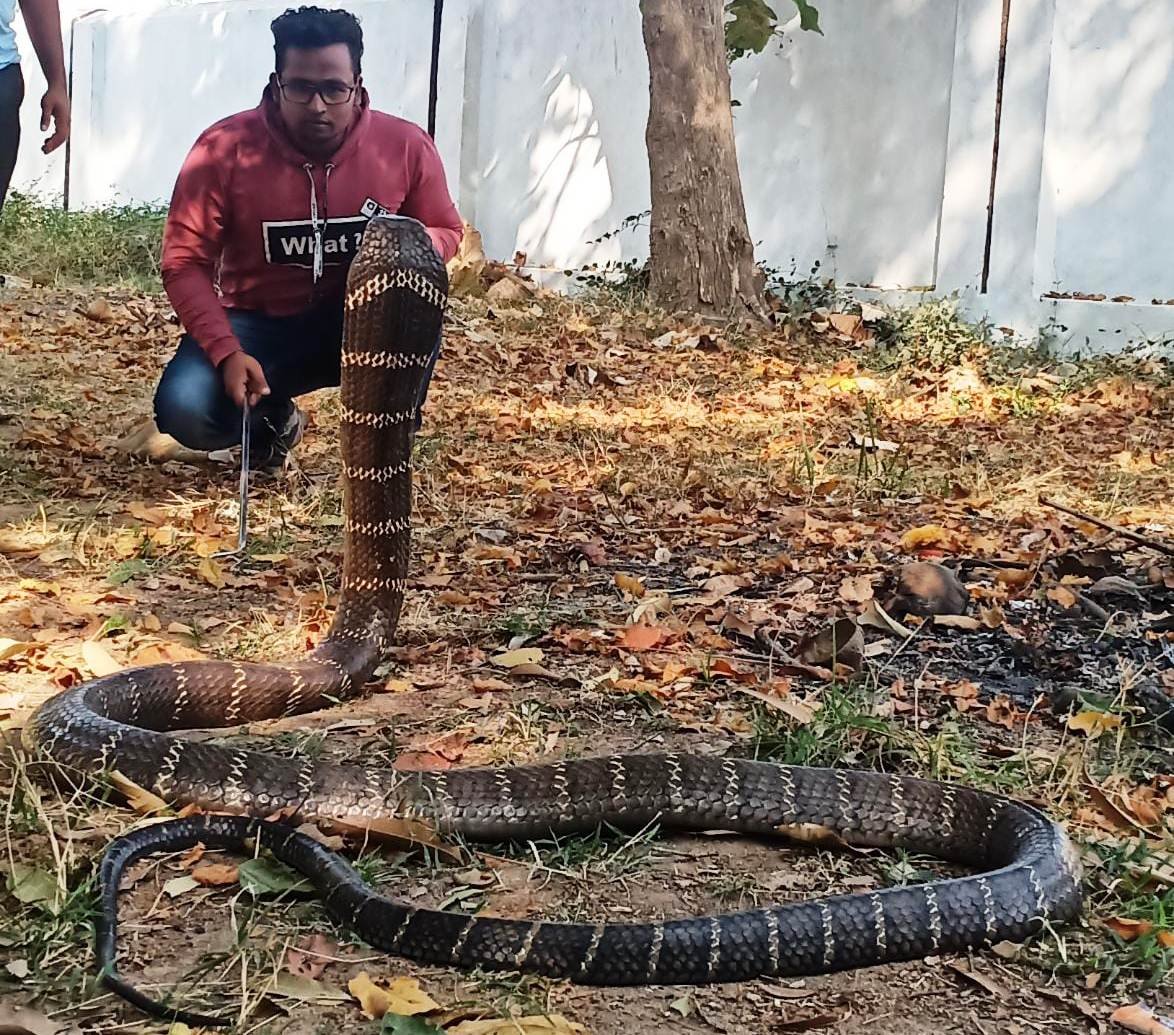 Праздник королевской кобры в Индии