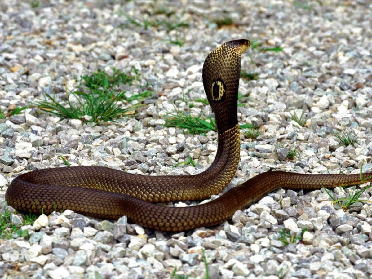 Плюющаяся индийская Кобра