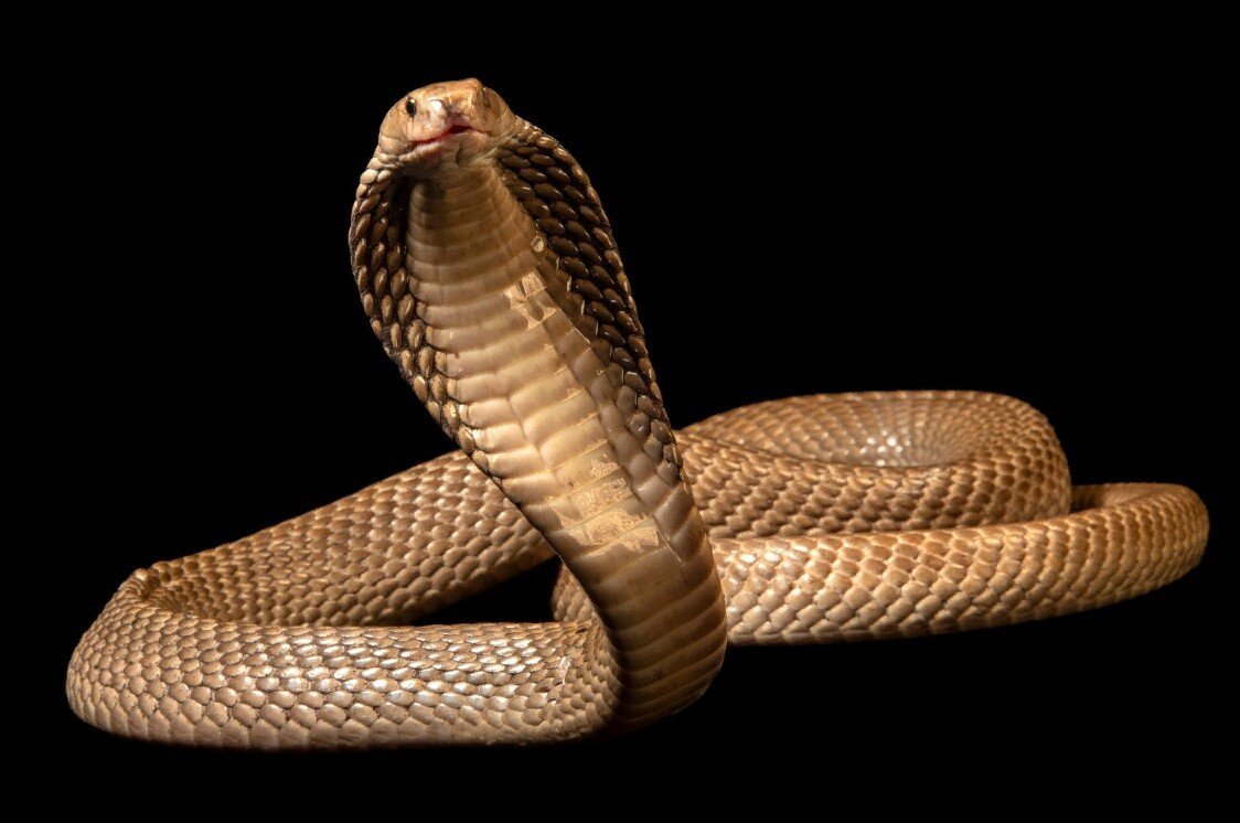 Naja sputatrix