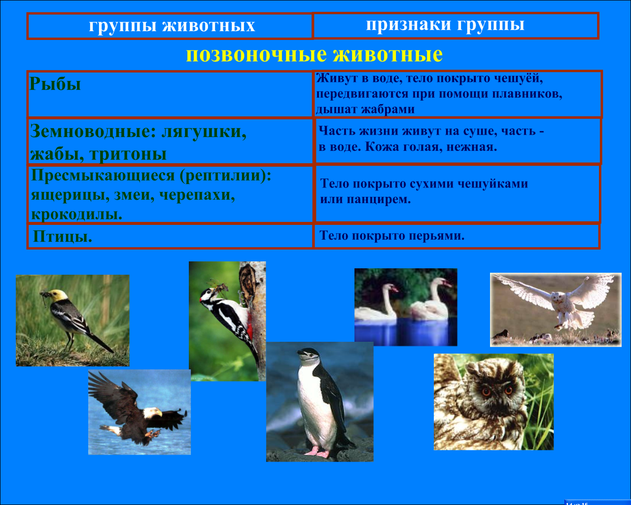 Группа животных птицы. Представители группы птицы. Животные относящиеся к классу птицы. Класс птицы.