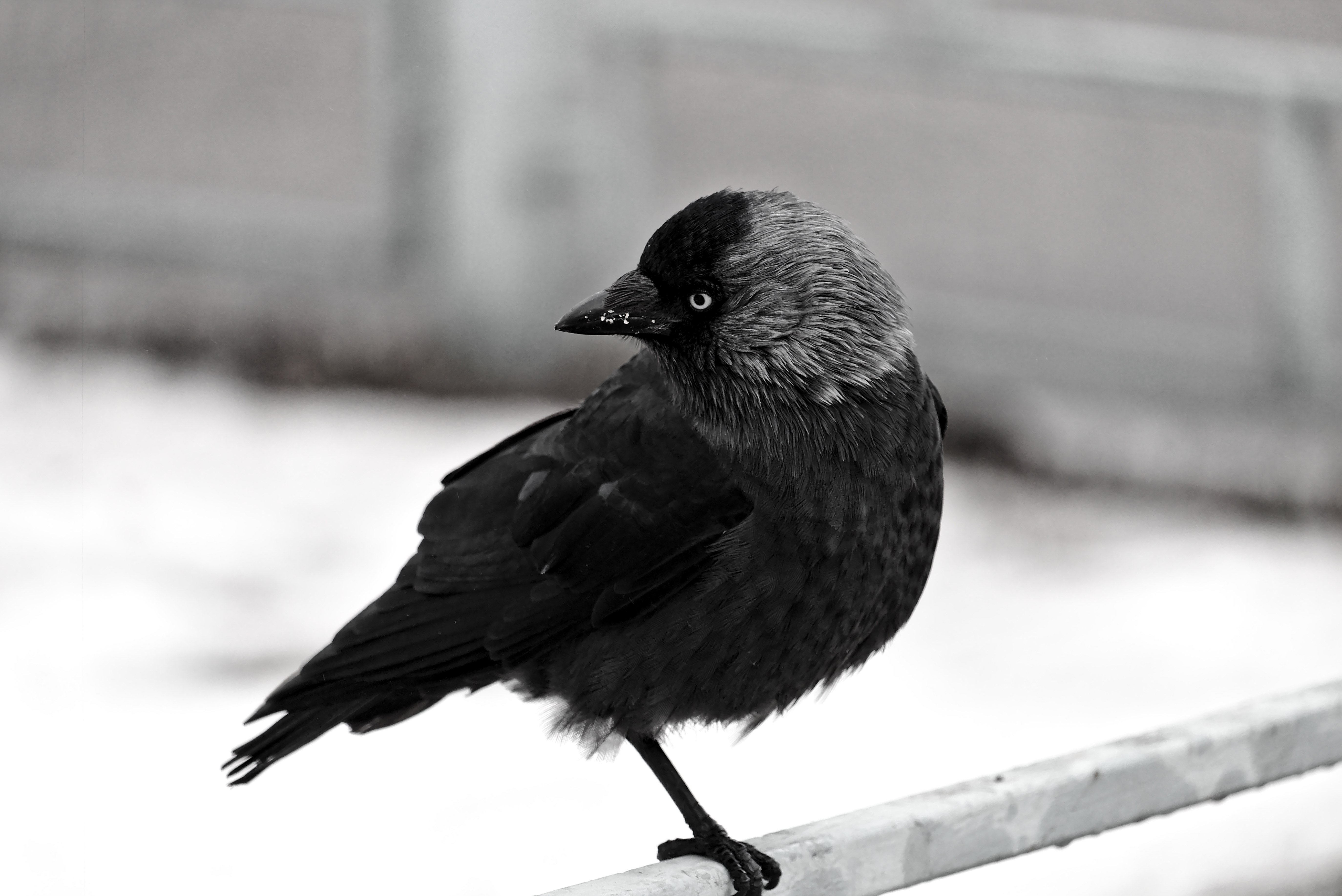Cold bird. Галка птица. Зимующие птицы Галка. Черная Галка. Галка птица фото.